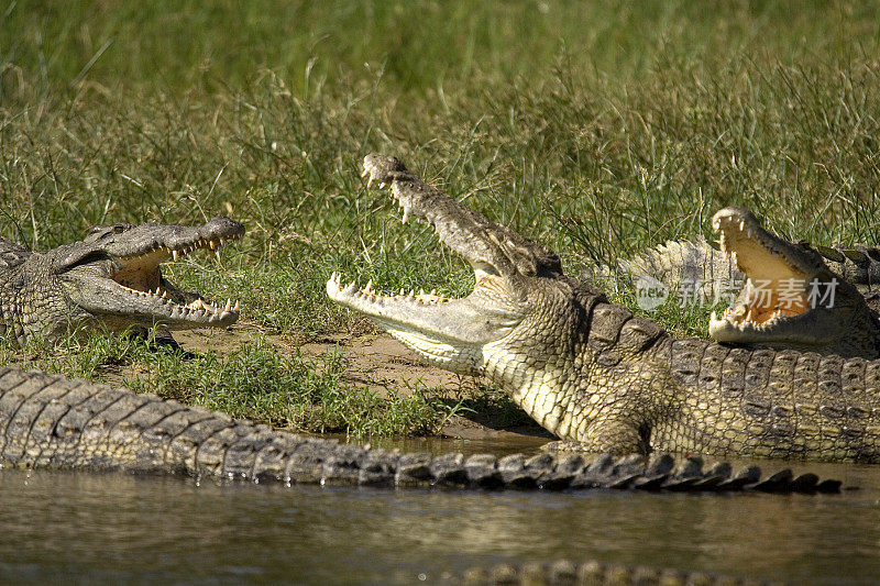 The crocodile bar